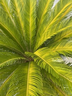 楽しみに2ヶ月前に植えたばかりのソテツの葉が日々黄色くなって行き