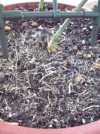 鉢植えのヘチマの水やりについて


ヘチマを鉢植えで栽培しています。

まさかこんなに根が張ると思ってなくて…

これまでに数回、地表に根が見 えてきたので、土を足しましたが、すぐにまた根が見えてきてしまいます。
直径18cm×高さ15cmの鉢で、もう土が足せるゆとりはありません。

水やりは朝夕たっぷりとしているものの、天気のよい日の夕方には葉がグッタリしています。

※午後～日没までの日...