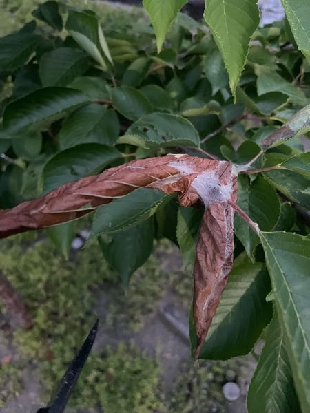 桜の木の葉が茶色く丸められ、糸で粘着されています。 10個ぐらいあるのですが、なんの害虫でしょうか？ 宜しくお願いします。