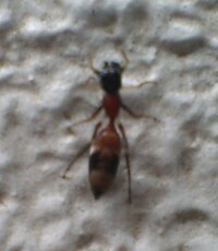 この蟻の種類教えて下さい 自宅で見かけた蟻 です １ ５ mmと大 Yahoo 知恵袋