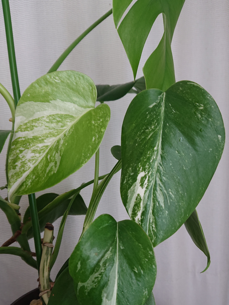 この写真の観葉植物はポトスなのか、モンステラなのかわかる方、教えて