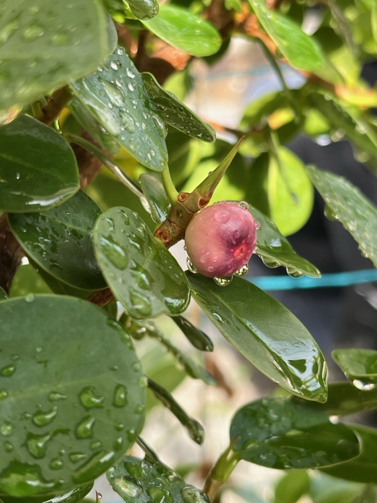 鉢植えのパンダガジュマルに沢山実がつきました。今現在は緑色ですが