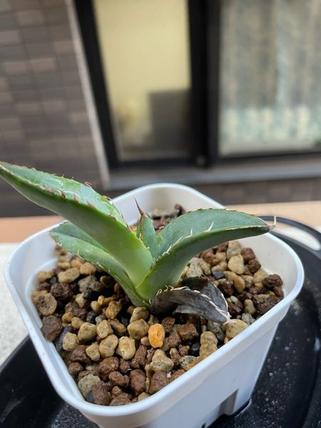 アガベ 観葉植物 健康な状態 黒鉢（アガベ（Agave）の育て方