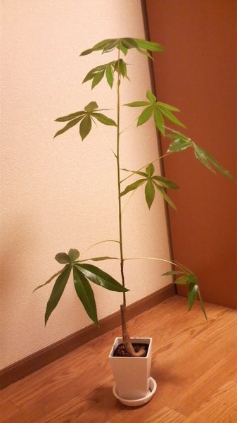 観葉植物(パキラ?)について…5月に買った観葉植物なんですが - Yahoo