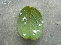 観葉植物に白い綿のようなものが沢山ついてしまっています これは病気でしょう Yahoo 知恵袋
