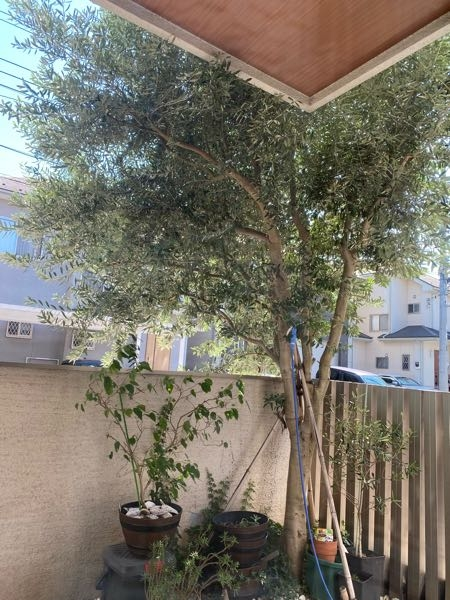 家の外に植えているオリーブの木なのですが、植えてから6年経ち 