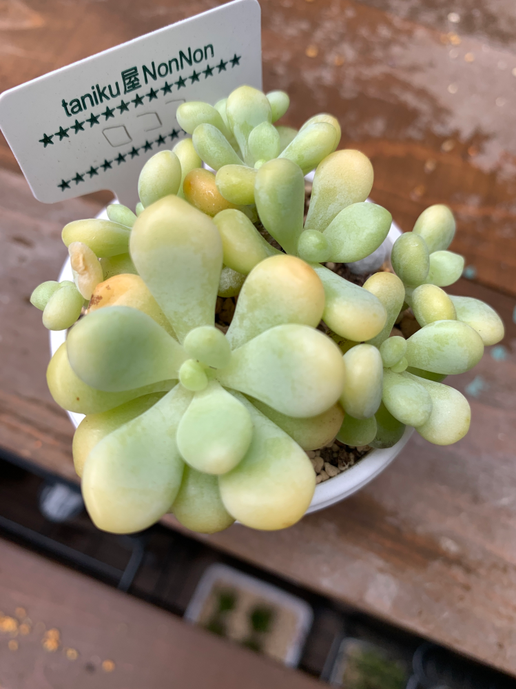 多肉植物ロココについて質問です。6月から多肉をはじめた初心者です