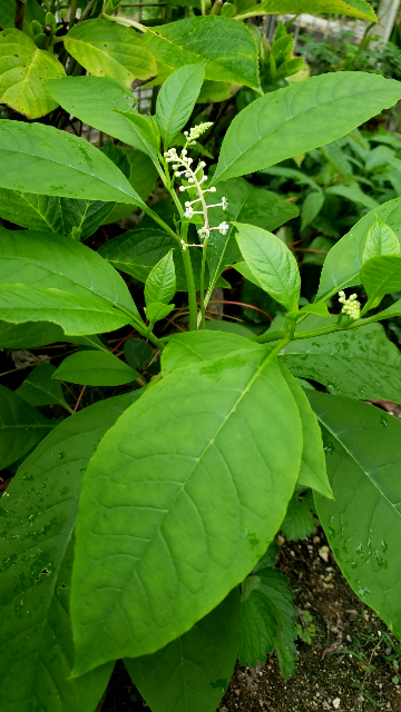 この植物の名前を教えて下さい。 