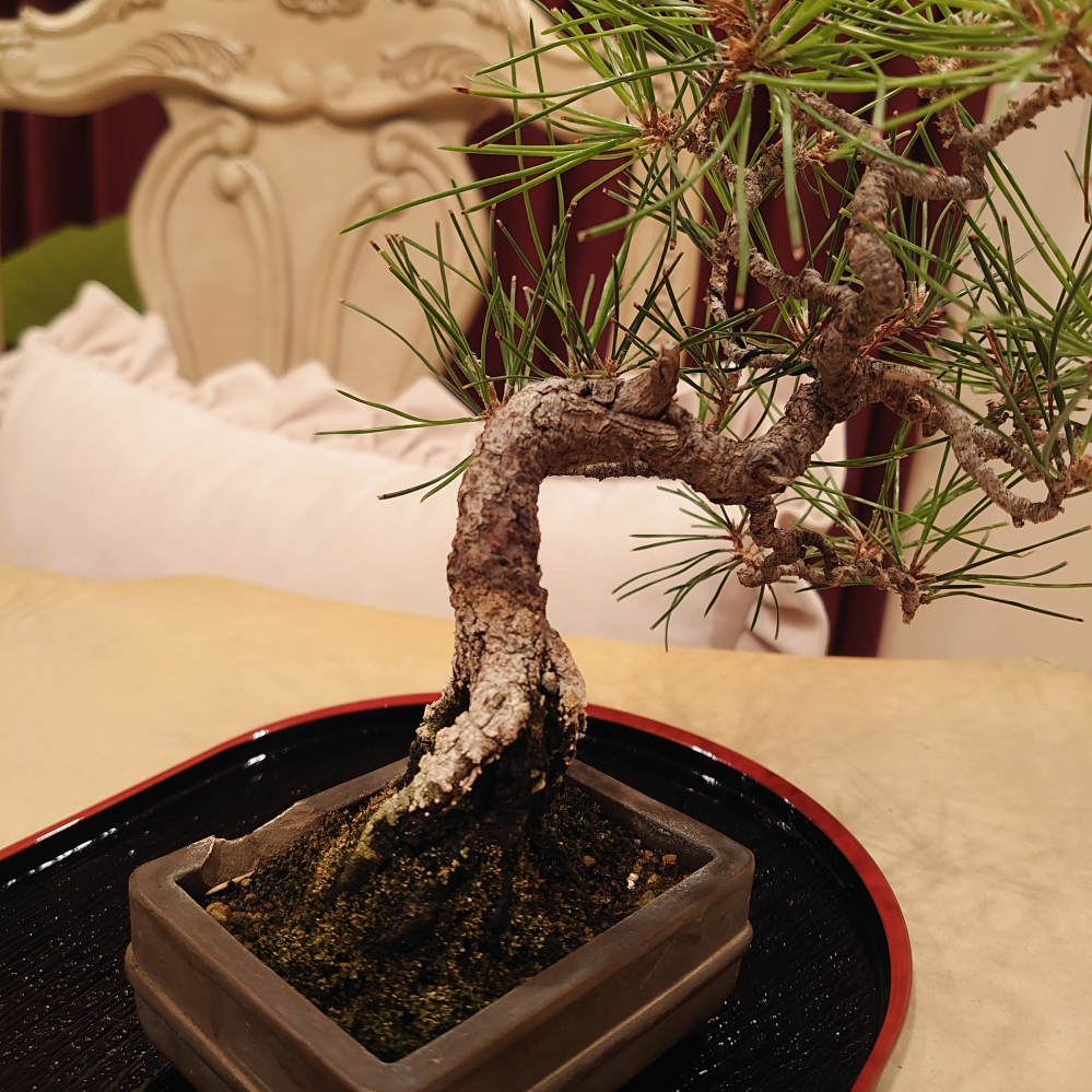 黒松のミニ盆栽ですが、育て始めて2ヶ月位たったのですが、幹の根元が 