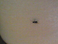 最近 4 5mmの黒い小さな虫が部屋に出るようになりました触角が少し Yahoo 知恵袋