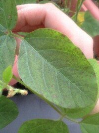 枝豆の葉に茶色の斑点は出てきたのは病気でしょうか 植えてから約1ケ月 Yahoo 知恵袋