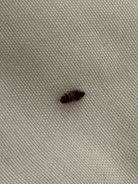 家のベッドで見つけたのですが、この虫の名前がわかる方いましたらご教授していただきたいです。 