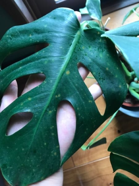 モンステラの葉に茶色の斑点があります。病気でしょうか？何か対策