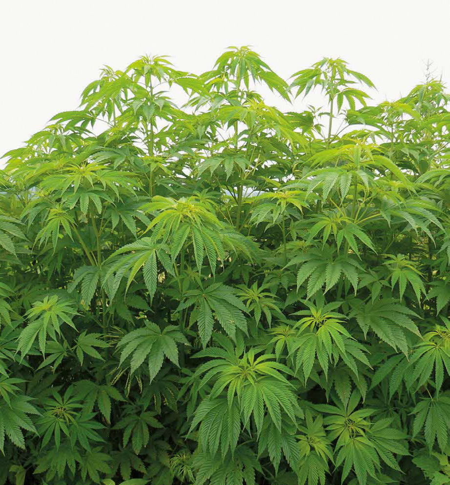 「大麻」で質問します。 □ 江戸時代、「大麻」は麻糸を紡ぐ貴重な植物繊維で、作物でした。 衣服だけでなく「蚊帳」は大麻の糸で編まれていました。 □ ＜これが知りたいです＞ ■うつ病など難治病の「薬」として使われた事はないのですか？ □ ＊質問に関係のない回答はご遠慮ください。 □