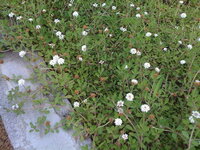 この植物の名前を教えてください 小さい白い花がたくさん咲いて Yahoo 知恵袋