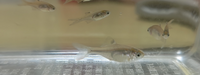 何タナゴか特定できませんか？
一番デカいので2センチ程度の幼魚です。
セビレ黒点は写真と同じ位の色でして、
それほど黒くないです。
採集地は京都府丹南市です。 