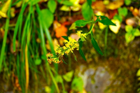 高尾山に咲いてました。
花の名前を教えてください。 