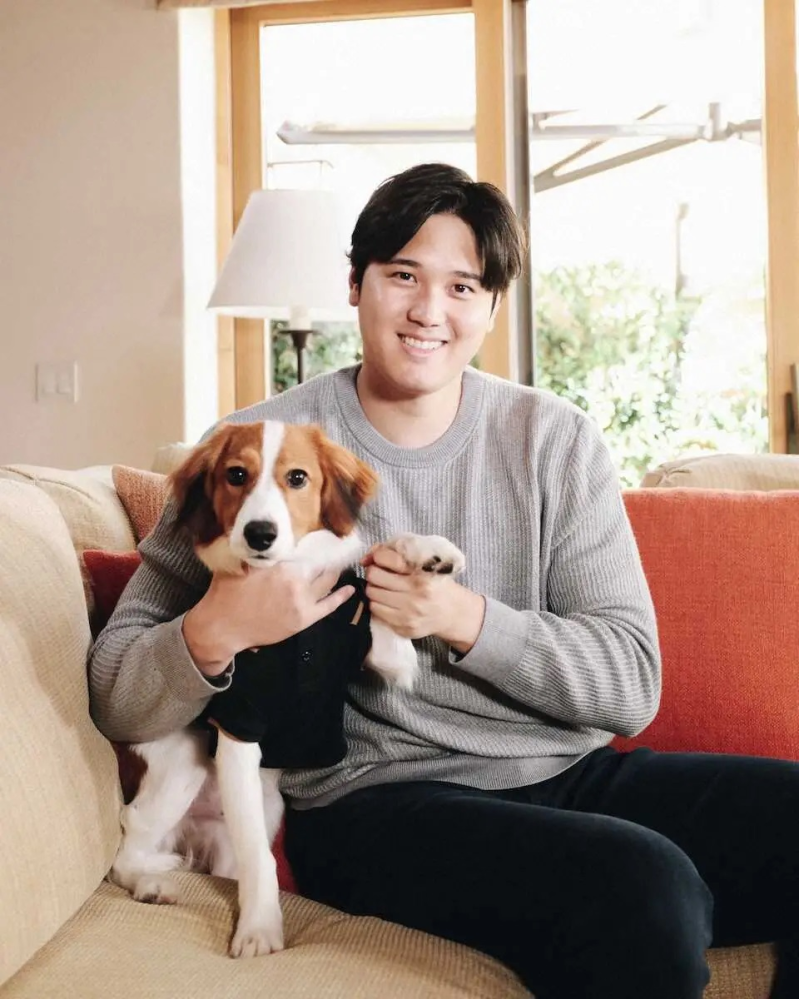 ＭＬＢ大谷翔平選手、犬を最近飼い始めたらしいですが あんなハイタッチできるくらい慣れるのには飼育どのくらいかかるもんでしょうか？ 経験ないので想像もつきません 1回も吠えずに大谷から離れずなんてお行儀良すぎないですか 手術後家にいることが増えたので飼ったのでしょか この先遠征とかあるとき誰かに世話頼むのでしょうか もう現時点でお世話する人がいるようなこと言ってる人もいたようですが その人が女性で同居しているかのような空想を抱きそれを匂わせるような 発言をしてるような人もいたとかいないとか？ 散歩とか大谷選手してますか 誰かに頼んでいますかね 想像妄想でかまいません 優しい方教えてください♡