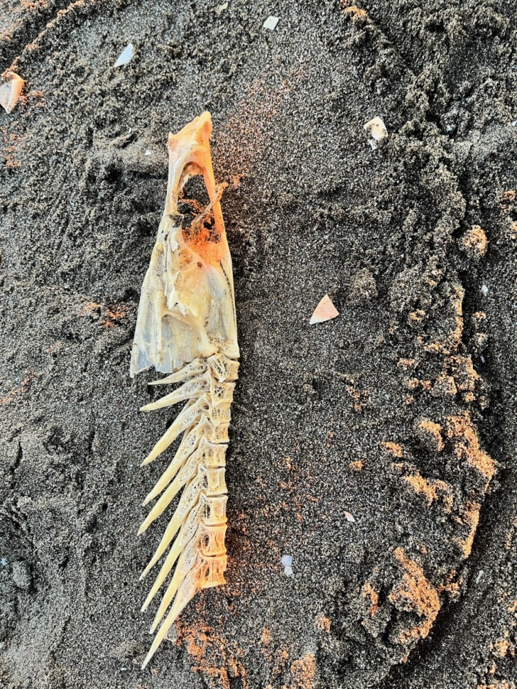 この骨は何の骨ですか？ 海岸で骨を見つけましたが、魚にしては太い背骨です。 鳥や動物の骨も調べてみましたがなかなか一致せず。 イルカなんかが近そうです。 モヤモヤして困っているので、お分かりの方いれば教えてください。