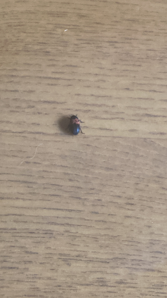 この虫なにかわかる人いますか？