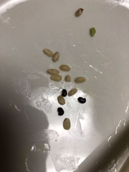 玄米の中に入っている小さな豆粒のようなものは何でしょうか？食べても大丈夫ですか？