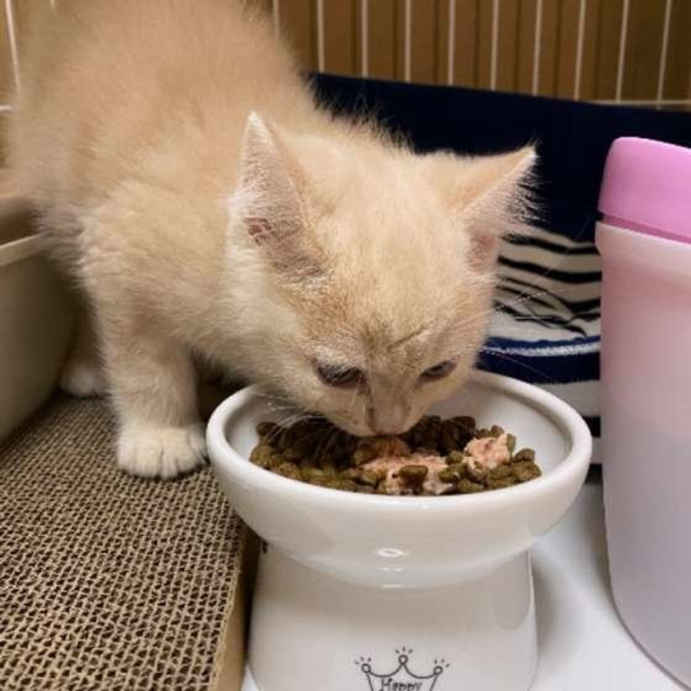 こんばんは ねこを飼ってる皆さん 皆さんのねこちゃんは ご飯を食べる時 どんな顔をしていますか？？
