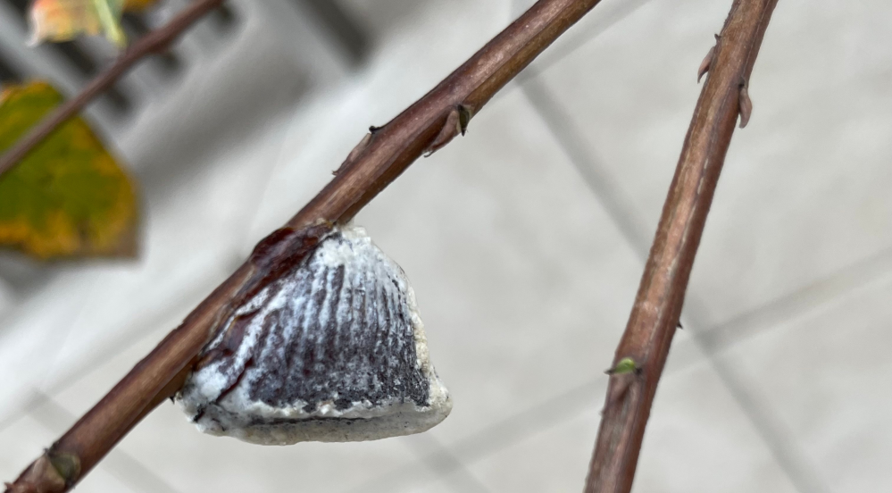 カマキリのたまごでしょうか？