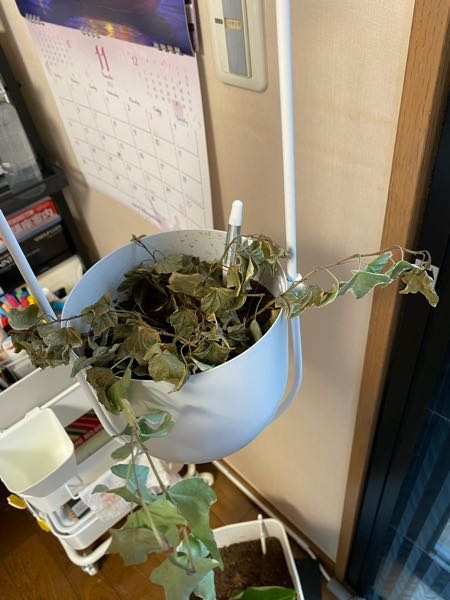 植物に関する質問です。 IKEAのハンギング容器にヘデラを植えているのですが、写真のように干からびてしまって元気がありません。 葉の裏側に蜘蛛の巣のような白いフワフワもあります。 もう枯れてしまったのでしょうか？ ここから復活させる方法はありますか？ また、こうならない為にはどのように育てるのがいいのでしょうか？ 教えて頂けると幸いです。 よろしくお願いします。