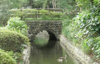 このカモ達は夜はどこで寝泊りしているのでしょうか？ 川から上がって草むらの中で寝るのでしょうか？
今朝、このカモ達を見ながら考えました。