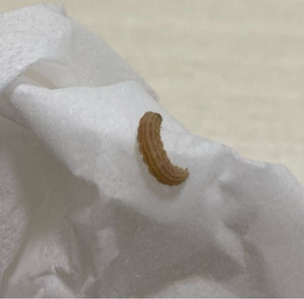 最近この虫が家のリビングに出るのですが何の幼虫でしょうか？ また、害はあるのでしょうか？