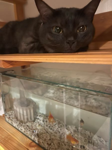 金魚の神様来てください。アドバイスお願い！！ 今年の夏、金魚祭で３匹、金魚店で買った２匹、全部で５匹の丸めの金魚が40センチ、奥行き20センチ、高さ25センチの水槽にいます。プラス、ロカボーイL（祭りの際に初めて買いました）を入れてます。結構大きくて水槽の3分の1も占めてる感じ。 金魚達は狭そうですので大きい水槽を買っちゃおうと思っています。 自分的に、ですが60センチのノーマル水槽は一つ所持しており（そこでは熱帯魚）また同じノーマル水槽は今までの人生で何回勝った事やら…と思い、90センチ（スリムというやつ）にしようか大変悩んでおりますが 結局、90センチスリムとノーマルの60センチと思いますか？どちらにせよ、Twitterで一目惚れした金魚が入荷したとの事で迎え入れたいです。（白と黒のブチの琉金）売り切れたら諦めますが1、２匹欲しいなと思ってます。 全部で７匹になります。 そして、濾過に悩んでおります。 ロカボーイの雑魚さに正直驚いております。 まるで箒で集めただけな感じでロカボーイずらしたり水を出すとゴミが舞います。 ロカボーイは大きいし、金魚のうんちの量もあるし、濾過も変えようかなと検討しておますが、ロカボーイを2つ入れてるプロの方もいますよね。 この金魚の水槽では外部フィルターは考えてはいません。 上部フィルターと投げ込みどちらがいいと思いますか？ また、キッチンのすぐ側に置きますので水換えはしょっちゅう出来ます。 かれこれ1か月悩んでおります、、、 ↓現在は砂利なし、ベアタンク状態です 導きアドバイスお願いします！！
