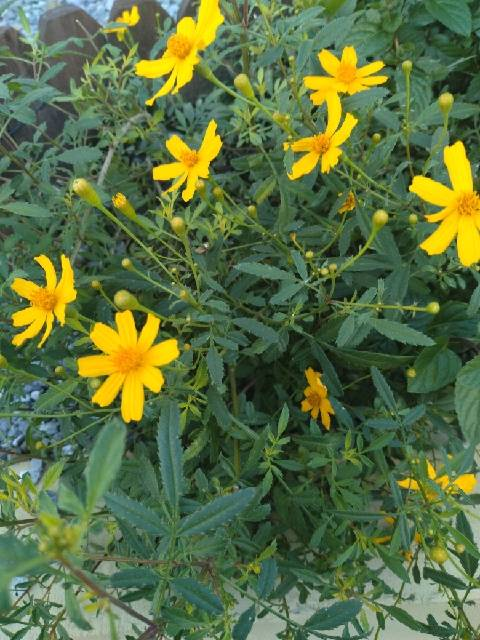 この植物の名前わかる方いらっしゃいますか？ ハーブ苗を数種類 購入して植えたのですが 成長して匂いもキツいし黄色い花も咲いきだして 雑草なのか ちゃんとハーブなのか心配になりました。 食べても大丈夫ですか？