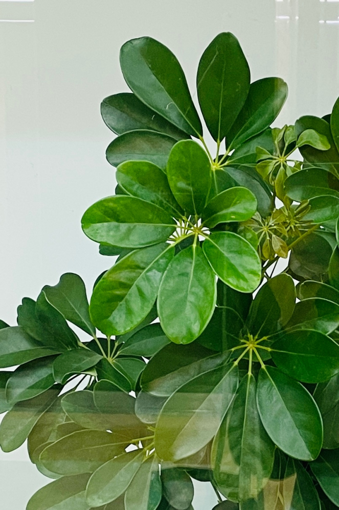 この植物の名前を教えて下さい。