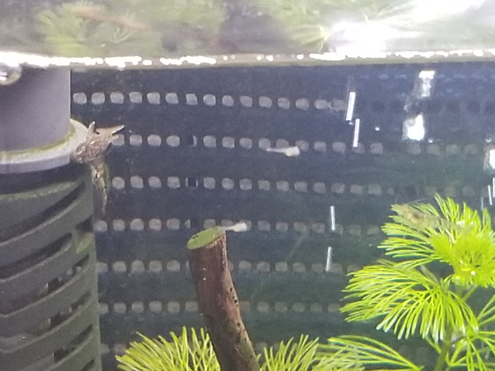 シュリンプを飼っている水槽に 2mm位の生き物が張り付いているんですがなんかの子供でしょうか