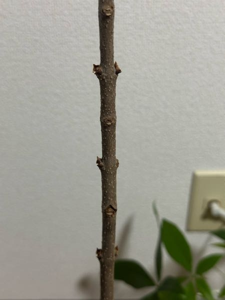 去年の冬に植えたライラックの苗木が数ヶ月後に蕾が茶色くなり枯れて、それ以来全く新しい芽や蕾が出てきません。死んでますか？ 植えてからちょっとした後に苗木からではなく土から新芽が生えてきてその新芽ばかり成長したので、苗木の蕾の成長に影響があるかと思い、新芽を切ったのですがそれが原因ですか？