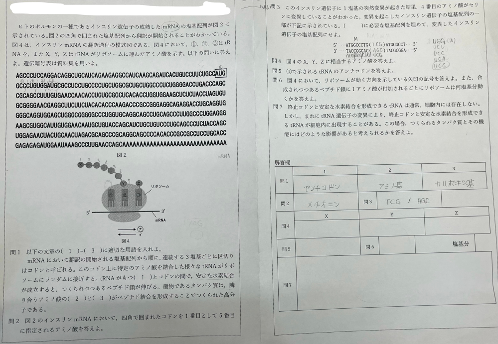 至急お願いします 学校の生物のセントラルドグマのプリントが分からないので教えてほしいです