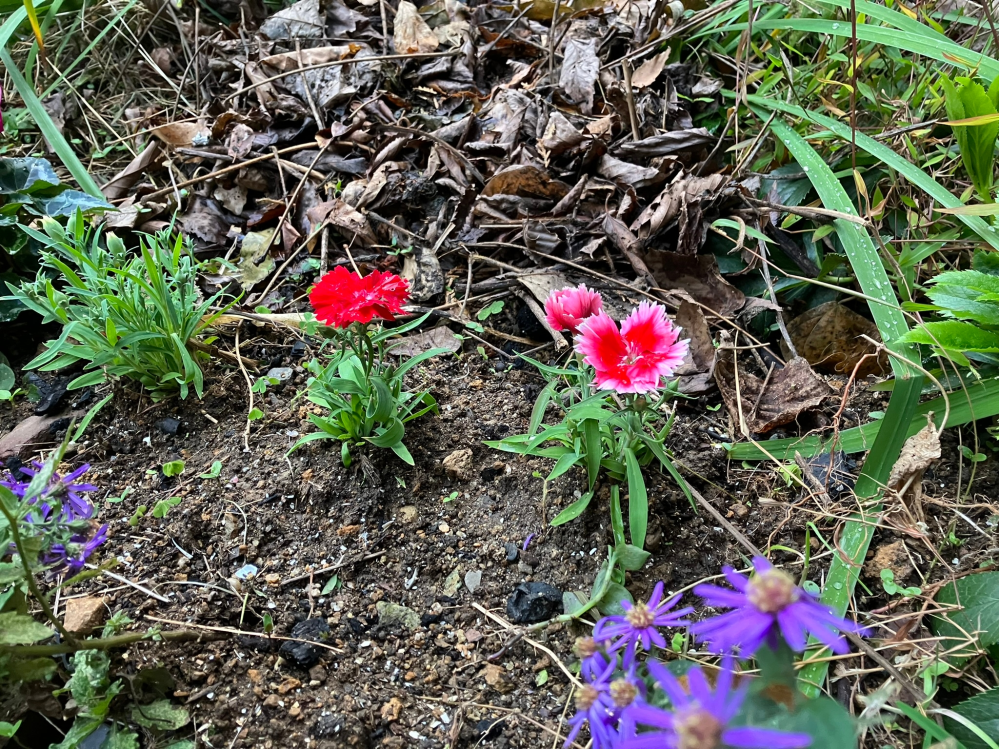 この花の名前を教えてください。