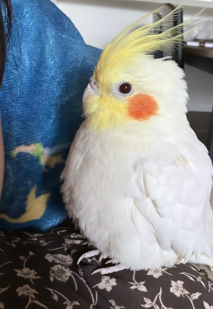 オカメインコについて 先日、オカメインコ(生後5ヶ月)の子を お迎えしました。 セキセイ、コザクラ、サザナミインコは 飼っていたことがあるのですが、おカメちゃんは初めてになります。 鳥専門店にてお迎えさせて頂いたのですが 本や店員さんに聞いても分からない点があったので詳しい方居たら教えて頂きたいです。 まず、餌についてですがそこの店舗の方は 餌箱にぎっしりと餌を詰めていました。 私は餌を食べてる食べてないにしろ毎日捨てて新しく入れるため、一日に食べる分だけを入れていました。 ですが、おカメちゃんの場合はぎっしり入れてあげた方が食べやすいのでしょうか？ 今朝、食べる分だけを入れてあげると全然食べてくれなく、多めに入れると喜んで食べてました汗 それだと餌代が馬鹿にならないなあと思い皆様どうされてるのかお伺いしたいです。 ちなみに餌はペレットと卵パウダーなどの栄養を混ぜた物になります。 あと、飲水量はかなり多い方でしょうか？ 店員さんはよく飲みます！といっていましたが 水を飲みすぎてるのか糞の中の水分の部分が多く、ほぼ尿になっていて心配です。 元々毛並みも良くはなく、保温電球と暖房を入れて25度で調整していても写真のようにモワッと丸まっていて少し心配です。 長くなりましたが、オカメインコについて 教えていただいたら嬉しいです。