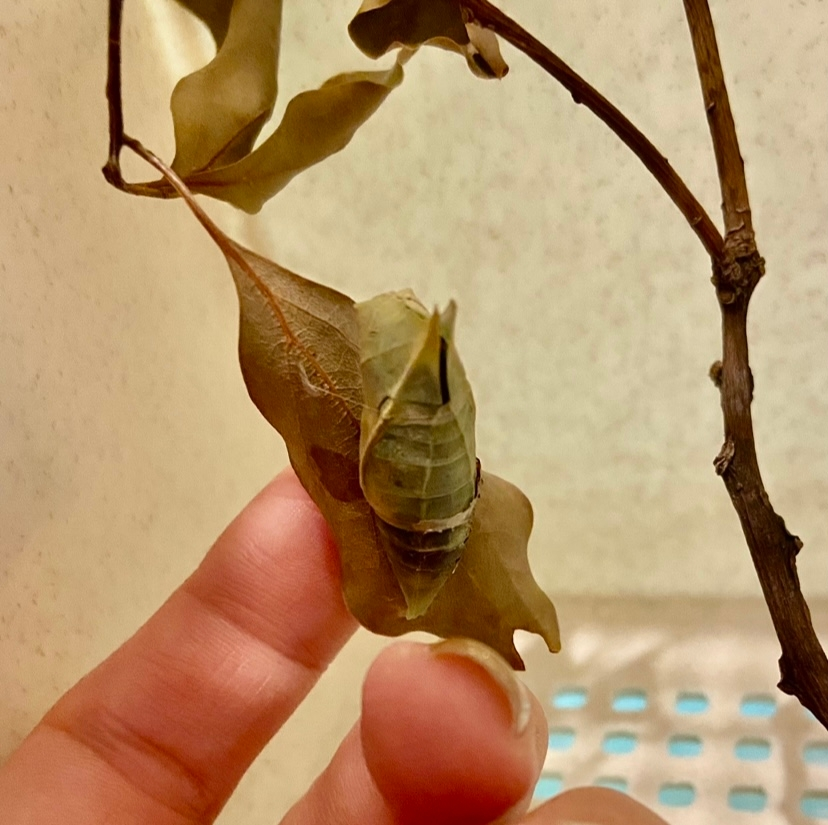 アオスジアゲハのサナギが羽化しそうなのですが、もう丸2日この状態です。たまに動いて割れ目がパカパカするのですが、出てくる気配がありません。割れ目から開けてあげた方が良いのでしょうか？