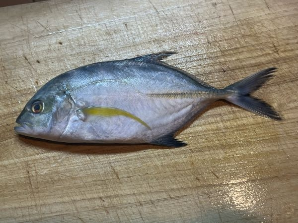 この魚はシマアジの子供ですか？