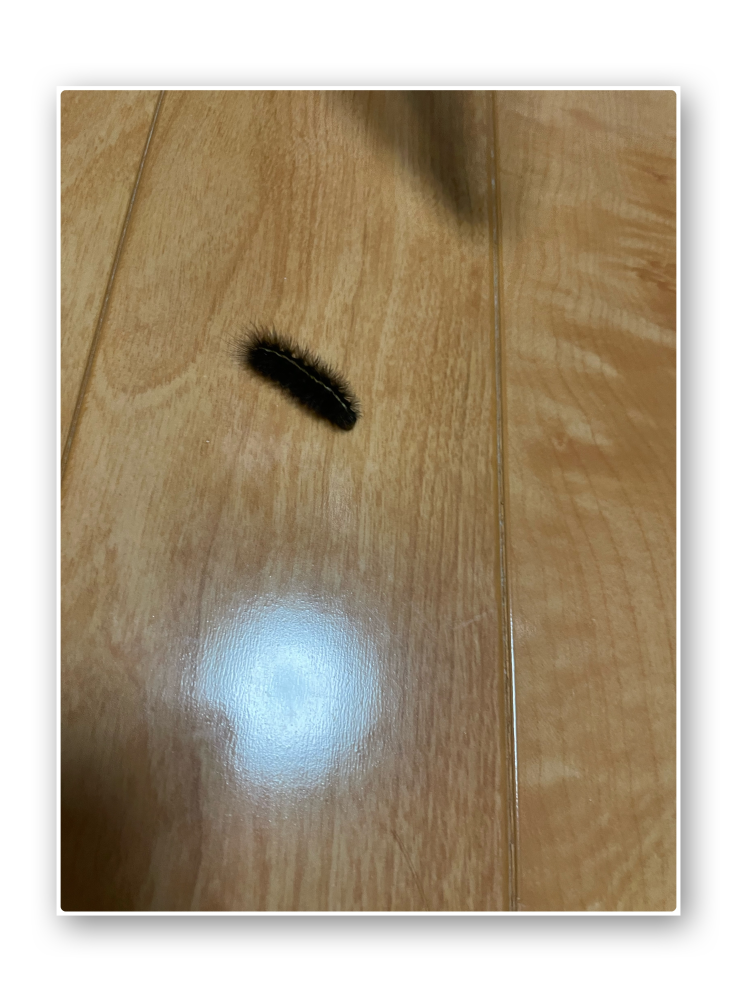 11月27日に家の中に出没しました。 田舎に住んでいるので、虫はつき物だと思っていますが、どうやって入ってきたのか、、 洗濯物か、人間とか靴についたのに気づかずなのか、、夜の台所に大きな毛虫？はかなり恐怖でした。 この虫はもし触ったとしても無害でしょうか？