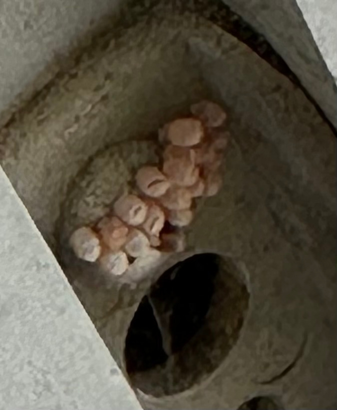 集合体や虫の卵苦手な方はスルーお願いします 学校の窓に卵がうえつけられていて、この写真のもの以外にも数個窓ガラスにあるから本当に気持ち悪いです。これは何の虫の卵ですか...？それと、どのように駆除したら良いんでしょうか...