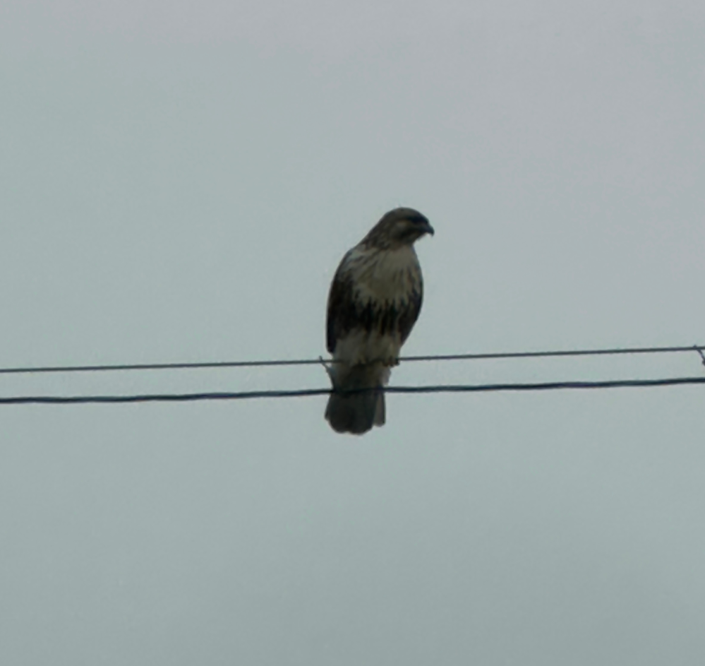 田舎です。仕事の休憩中に電線にとまっている鳥がいました。これは鳶ですか？鷹ですか？ それとも全く違う鳥ですか？ なんの鳥か知りたくて夜しか寝れません。 詳しい方教えてください