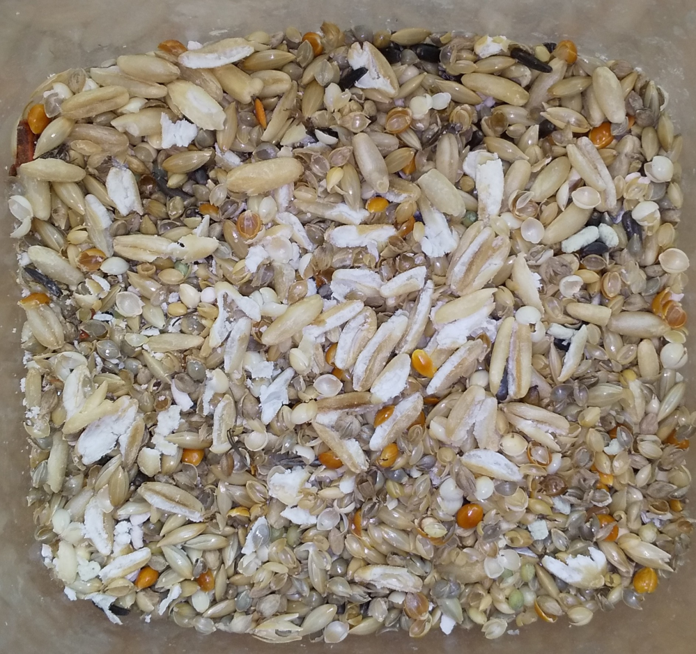 セキセイインコ(７ヶ月♀)のオーツ麦の食べ方についての質問です。 現在、餌を固定できず、色々と手探りして与えています。 昨日から変えた餌(マニア)の中にオーツ麦が入っており、無理かな？と思いつつ与えた所、やはり初日はガン無視。。。でも良いものだしうちの子軽い方なので、どうしても食べて欲しくて今朝折って手で与えてみた所、少し興味は出てきてくれたようで口にしてモゴモゴしてくれますが上手く噛み砕いて飲み込めませんでした。 元々、大きかったり黒かったり固い餌が苦手な子。 オーツ麦なら人の指で折れる程度だから食べてくれるのでは？と期待ていたので残念に思っていたのですが、午後からオーツ麦だけ拾ってかなり好んで口にはしてくれており、喜ばしい一面、どうやら中側だけ少しかじって放置。かなり酷い食べ方のように見えてしまいます。 全然食べないよりは中だけでも少し食べてくれるのは喜ばしく嬉いんですが、、、。 オーツ麦って、殻とかなくてそのまま食べるイメージがあったんですが、セキセイインコのオーツ麦の食べ方って本来こんなものですか？コザクラ飼ってる知人宅子は全部普通に食べるみたいなので。。。