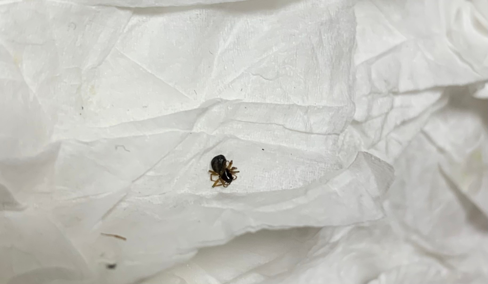 この虫が何かわかるかたいらっしゃいますか？ 蜘蛛かと思ったのですが、最近話題のトコジラミだったらと怖いです。 教えて頂けると助かります。