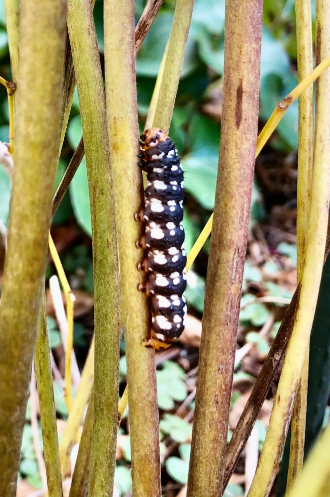 これってアオバセセリの幼虫でしょうか？ 2週間くらい前からうちの庭で見かけます。 毛は生えていないので芋虫です。 ネットで見ると白いラインがはっきりしてるのですがうちのはラインが途切れ途切れなので違うのかなと。 でも頭とお尻はオレンジ色に黒い点々があります。