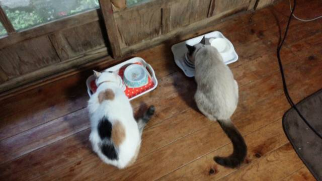 どちらのにゃんこが可愛いと思いますか