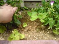 この芽は雑草でしょうか 花壇のあちらこちらに 変な目が出 Yahoo 知恵袋