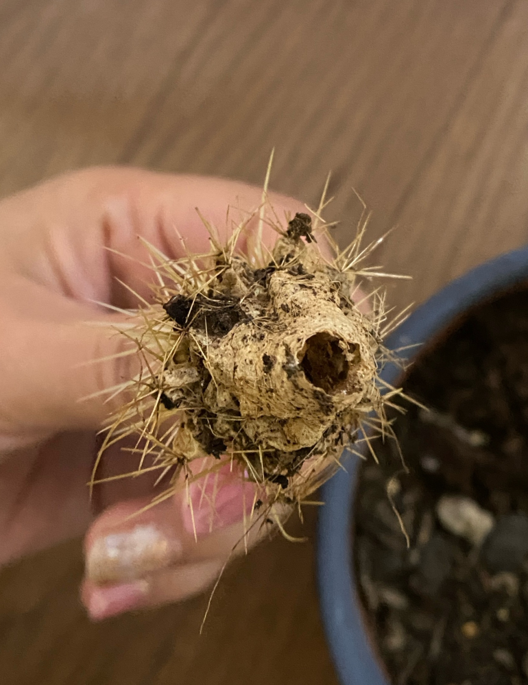 昨日ダイソーでキンシャチというサボテンを買いました。 植え替えようとしたら根が取れて中身が空洞になっていたんですが枯れてしまっていたのでしょうか？ もうダメですか？