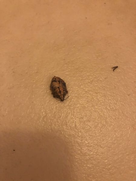 家で死んだ虫が出てきました、この虫はなんの虫ですか？見ずらいので分からないかもです……